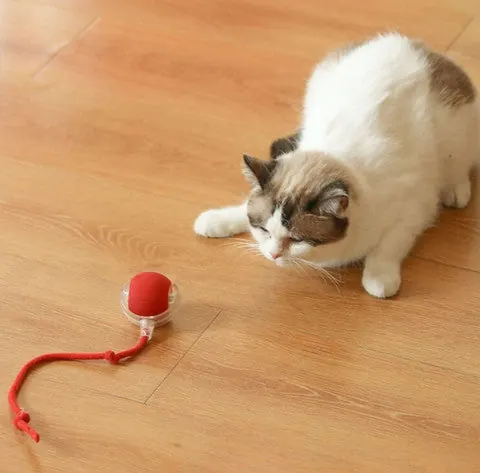 Cat playing with the Interactive Ball Toy